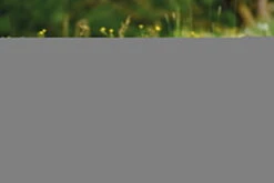 Nici 48605 Alpaka Chic Paka 25cm Stehend Plüsch Kuscheltier GREEN -Beliebter Spielzeugladen 48607 14 48603 48605 48609 Milieu 2048x1366